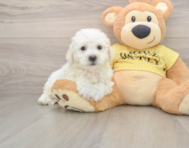 6 week old Bichon Frise Puppy For Sale - Premier Pups
