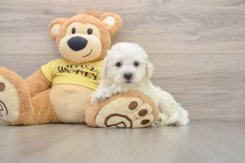 Bichon Frise Pup Being Cute