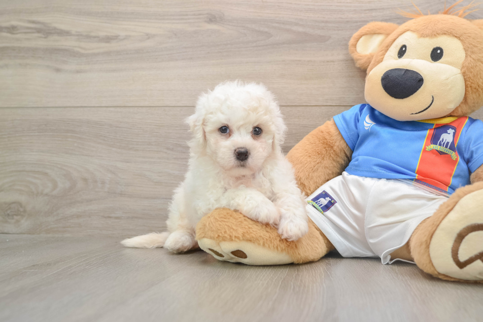 Cute Bichon À Poil Frisé Purebred Puppy