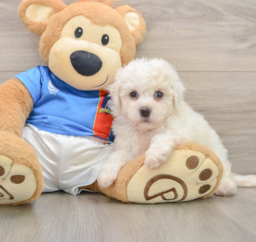 5 week old Bichon Frise Puppy For Sale - Premier Pups