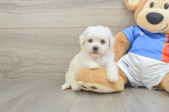 Best Bichon Frise Baby