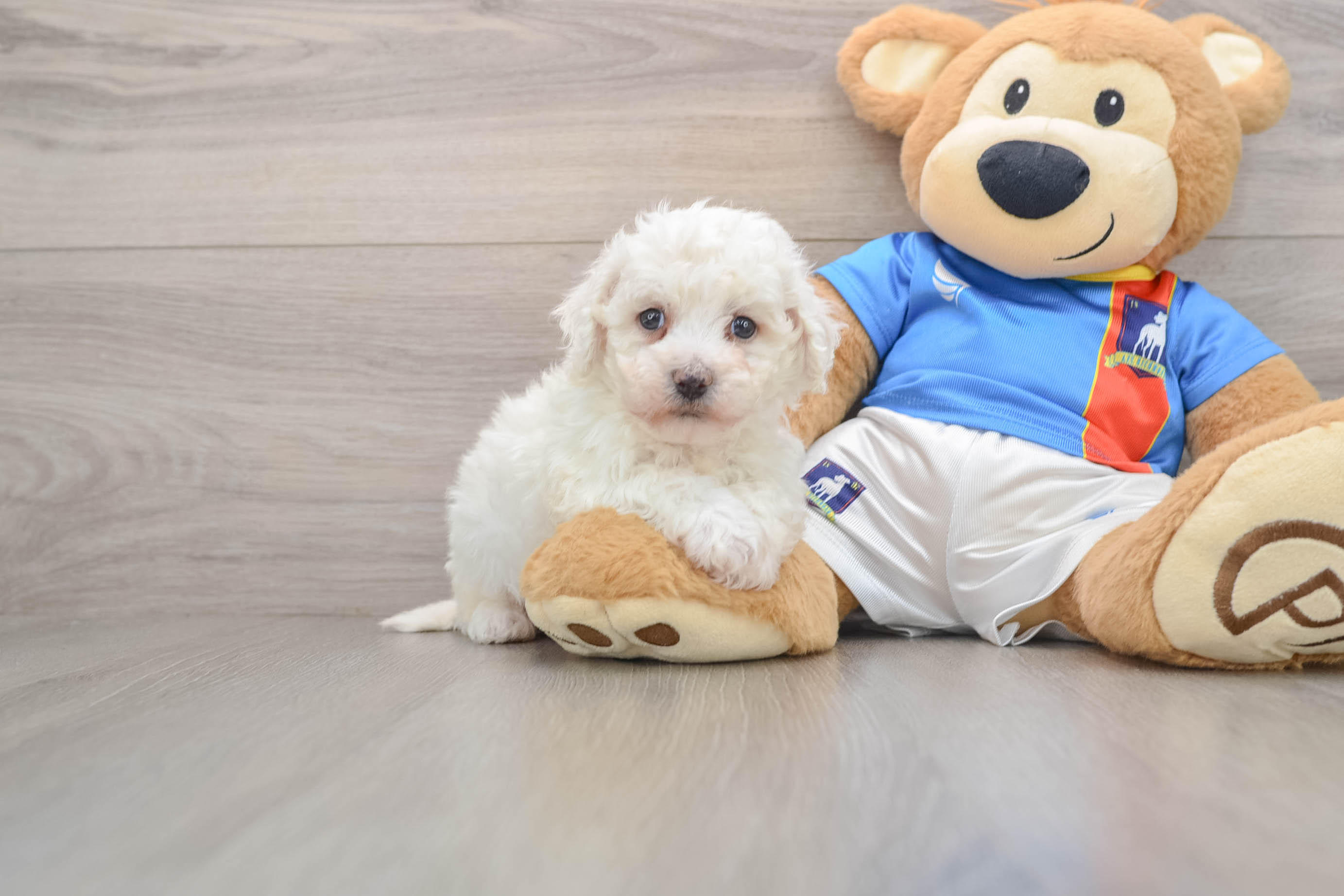 Akc Registered Bichon Frise Baby