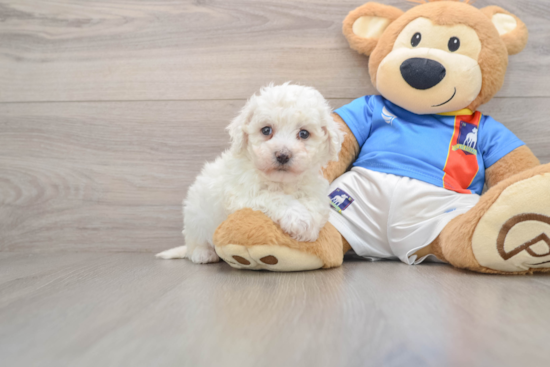 Akc Registered Bichon Frise Baby