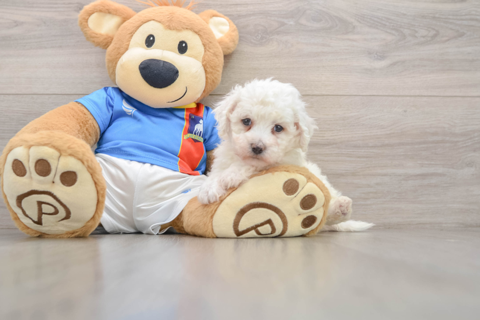 Bichon Frise Puppy for Adoption