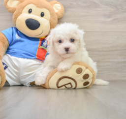 5 week old Bichon Frise Puppy For Sale - Premier Pups