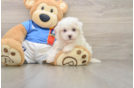 Bichon Frise Puppy for Adoption