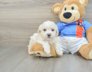 5 week old Bichon Frise Puppy For Sale - Premier Pups