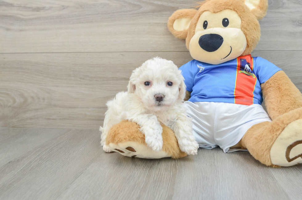 7 week old Bichon Frise Puppy For Sale - Premier Pups