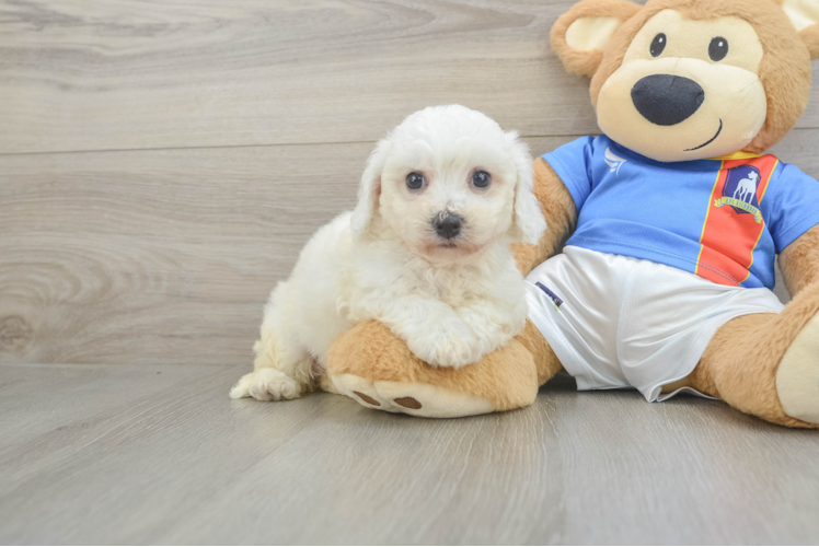 Best Bichon Frise Baby
