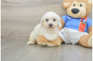 Best Bichon Frise Baby