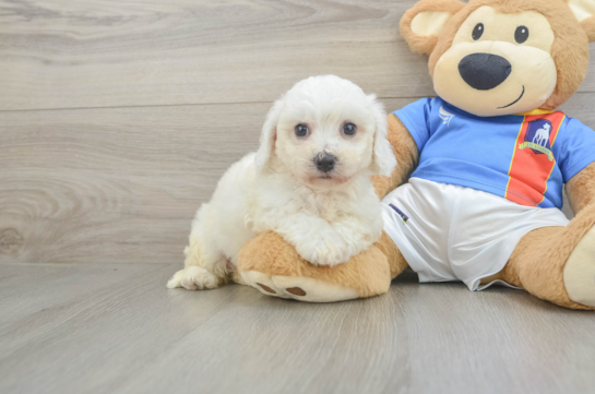 Best Bichon Frise Baby
