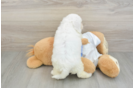 Petite Bichon À Poil Frisé Purebred Puppy