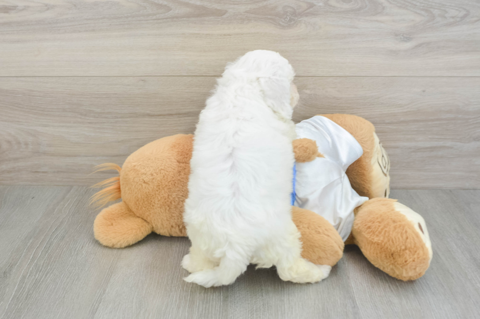 Petite Bichon À Poil Frisé Purebred Puppy