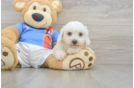 Best Bichon Frise Baby
