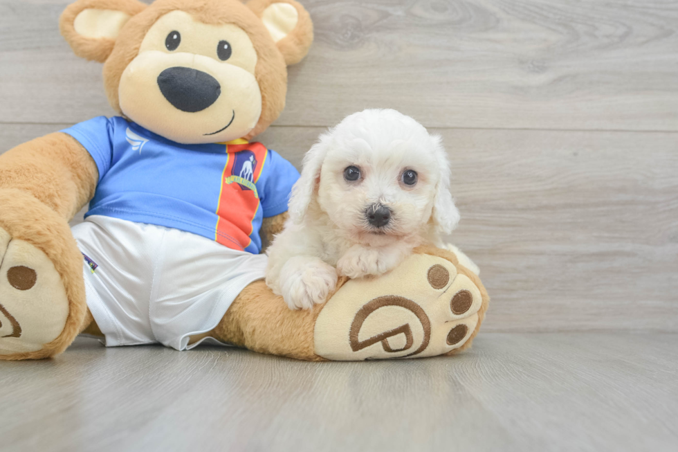 Best Bichon Frise Baby