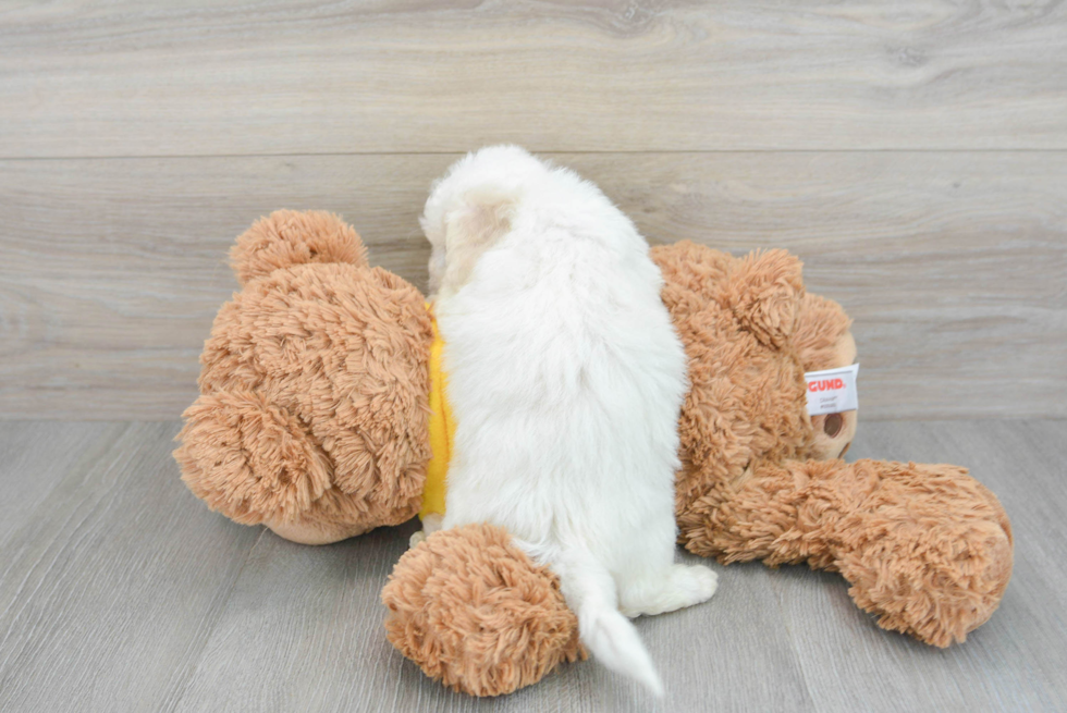 Bichon Frise Pup Being Cute