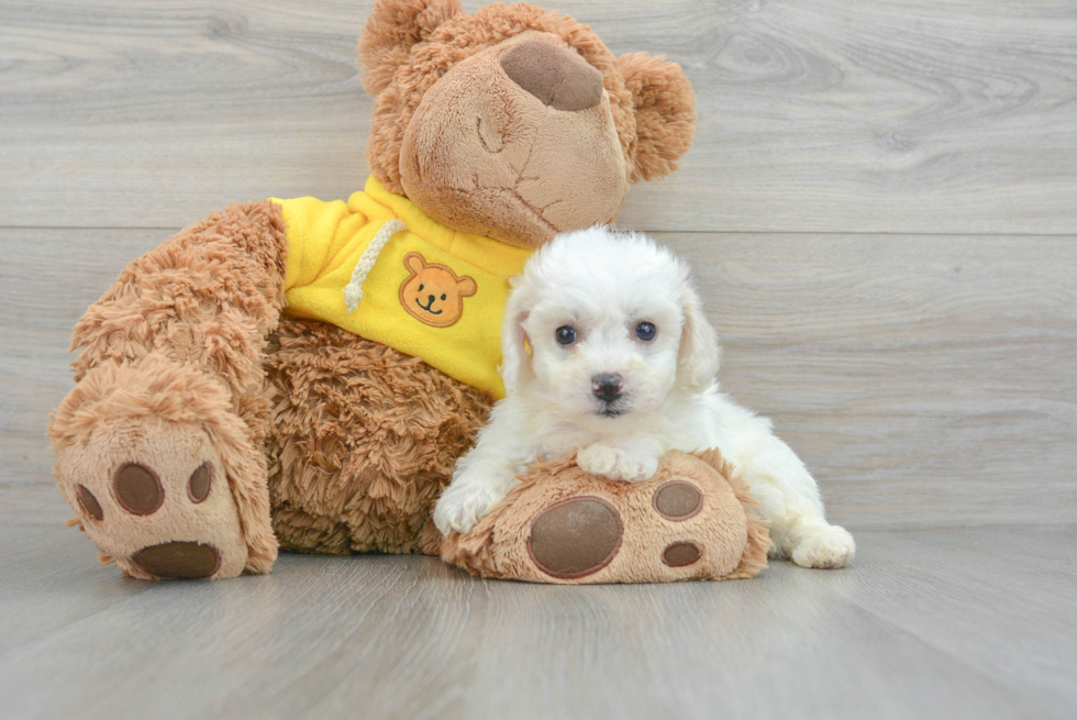 Bichon Frise Puppy for Adoption