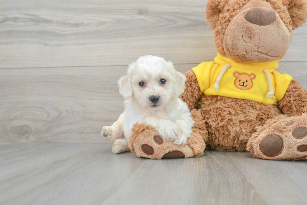 Small Bichon Frise Baby