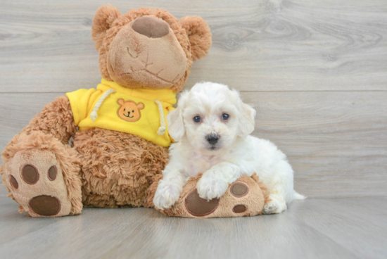 Little Bichon Frise Purebred Pup