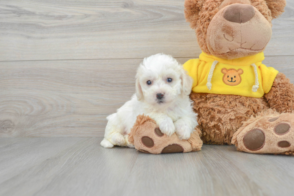 Bichon Frise Puppy for Adoption