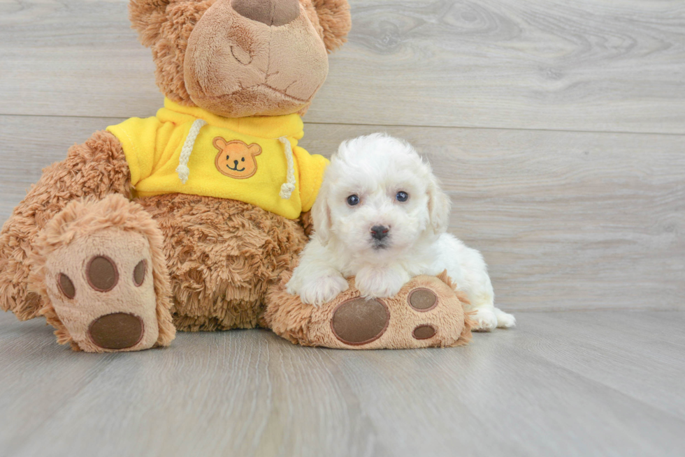 Energetic Bichon Frise Purebred Puppy