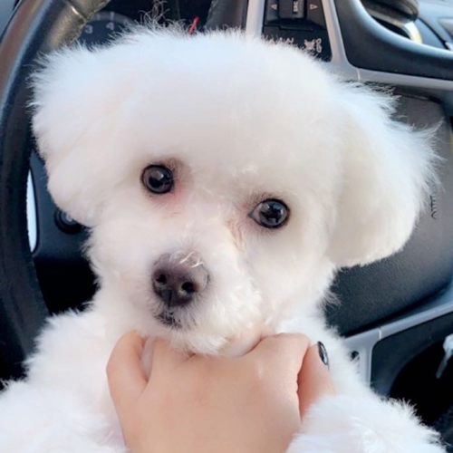 An adult Bichon Frise in front of a car wheel