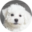Bichon Frise Puppies For Sale - Premier Pups Bichon Frise Puppies For Sale - Premier Pups