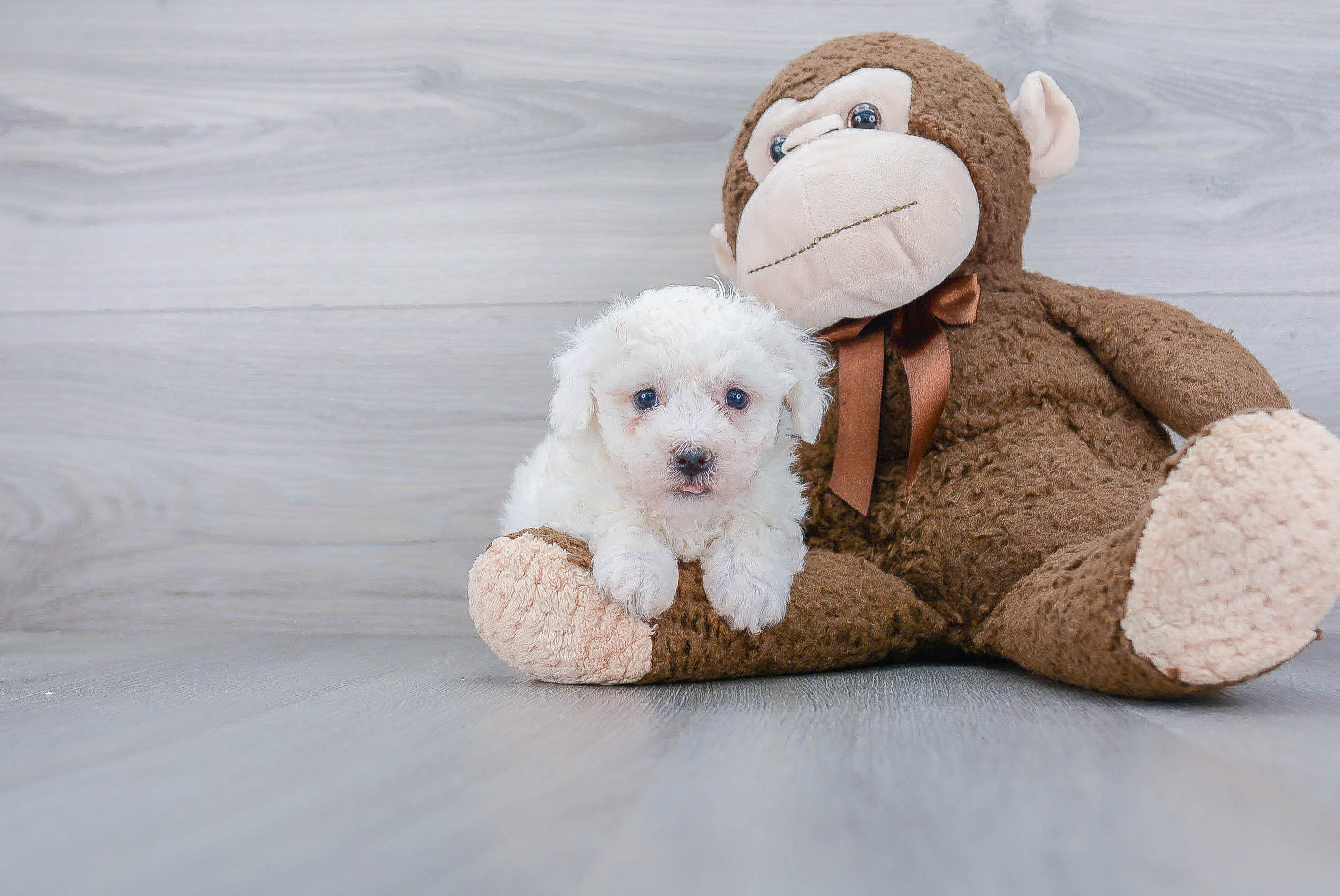 Little Bichon Frise Purebred Pup