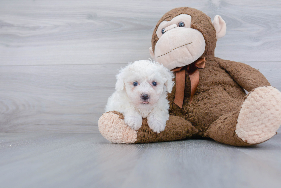 Little Bichon Frise Purebred Pup