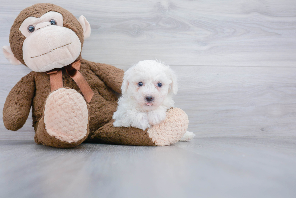 Akc Registered Bichon Frise Baby