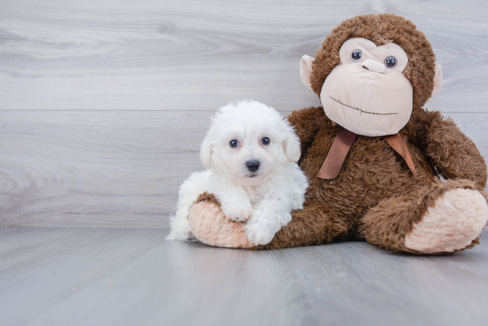 Bichon Frise Pup Being Cute