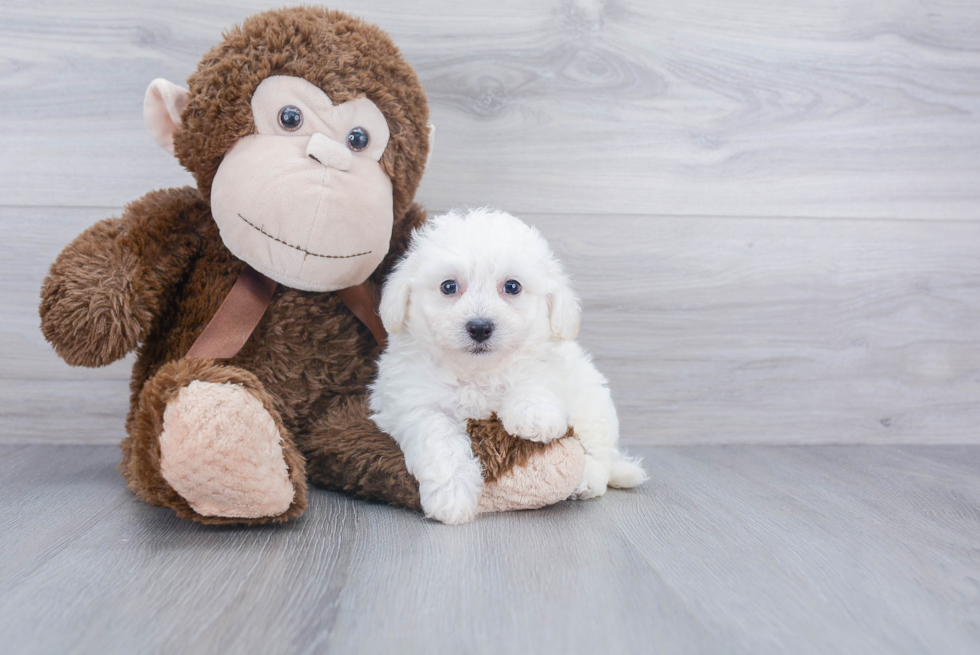 Friendly Bichon Frise Baby