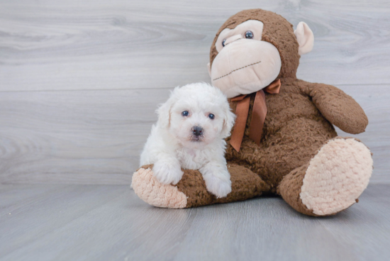 Hypoallergenic Bichon Frise Purebred Pup