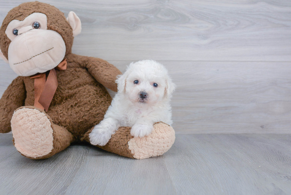 Best Bichon Frise Baby