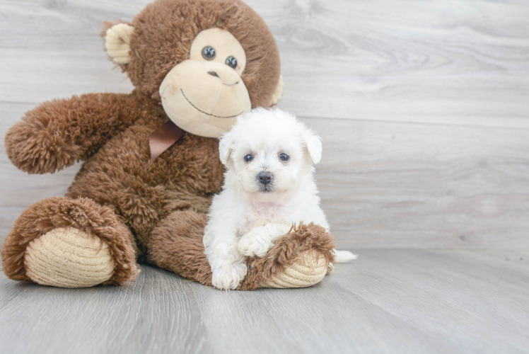 Best Bichon Frise Baby