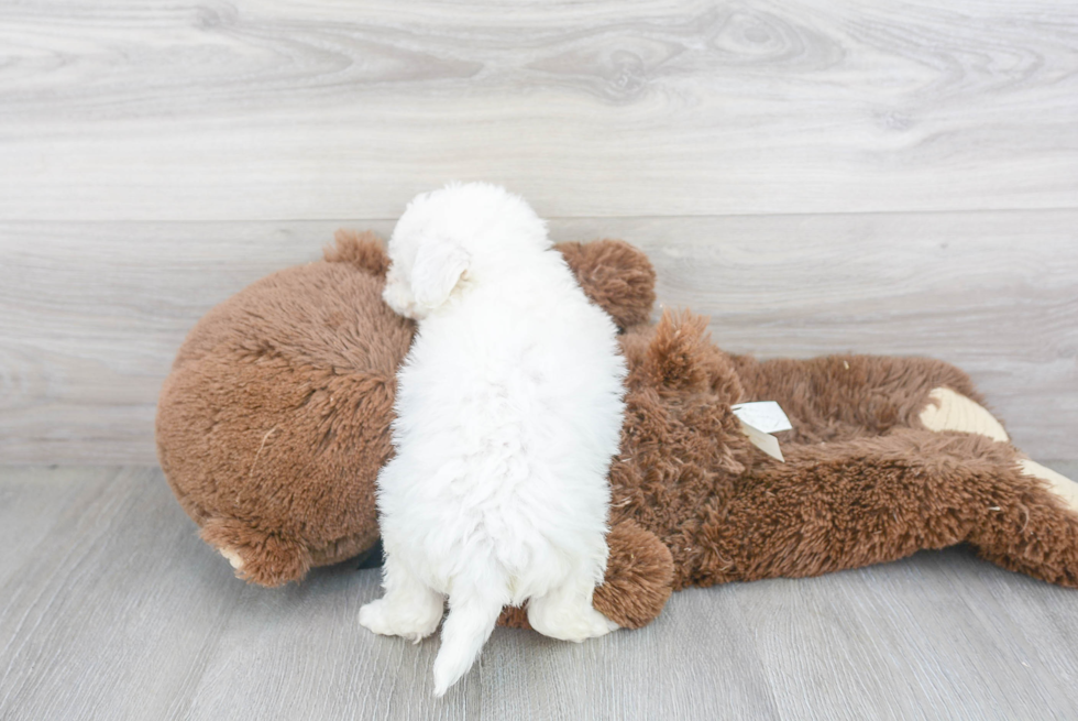 Bichon Frise Pup Being Cute