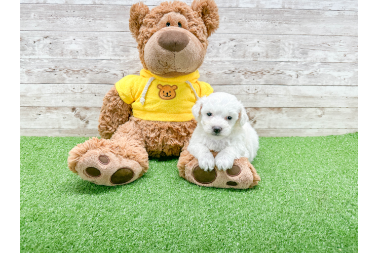 Fluffy Bichon Frise Purebred Puppy