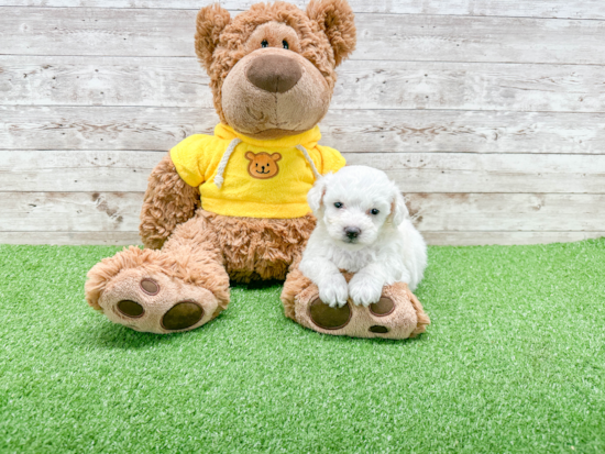 Fluffy Bichon Frise Purebred Puppy