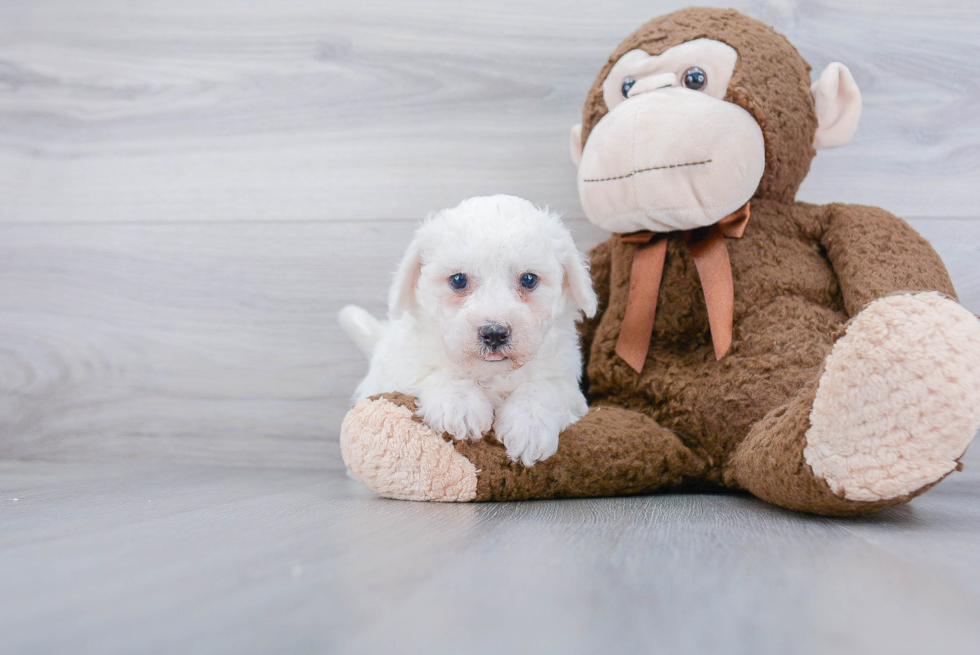 Best Bichon Frise Baby