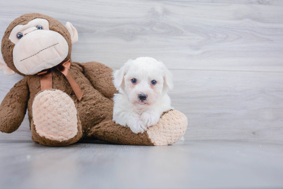 Akc Registered Bichon Frise Purebred Pup