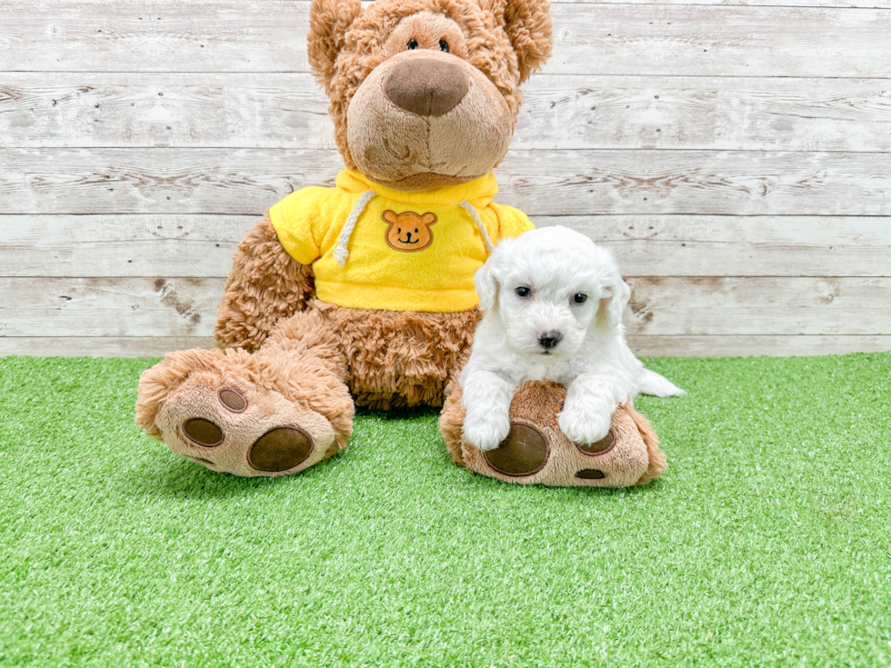 Bichon Frise Pup Being Cute