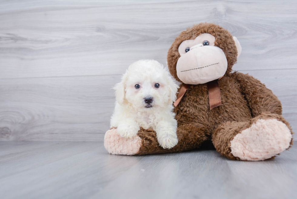 Fluffy Bichon Frise Purebred Puppy