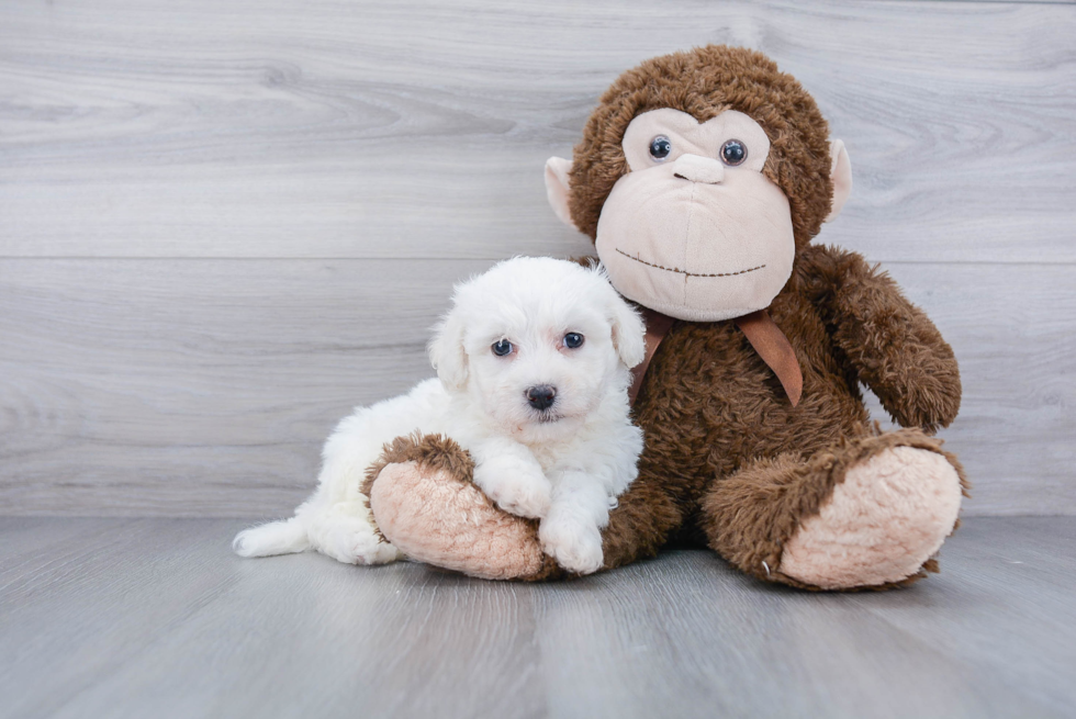 Little Bichon Frise Purebred Pup