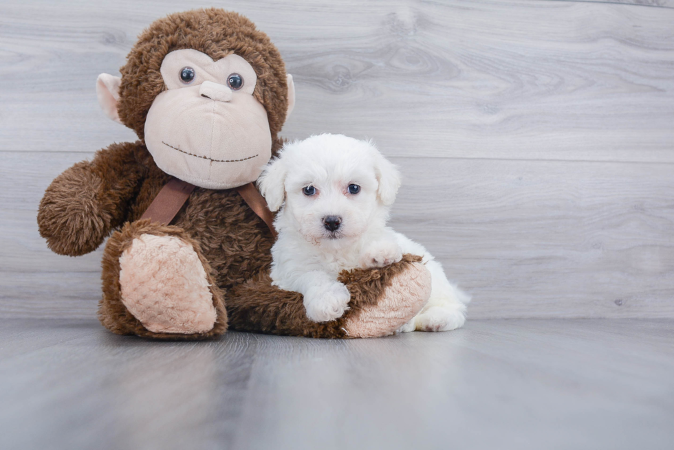 Friendly Bichon Frise Baby