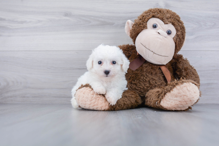 Sweet Bichon Frise Purebred Puppy