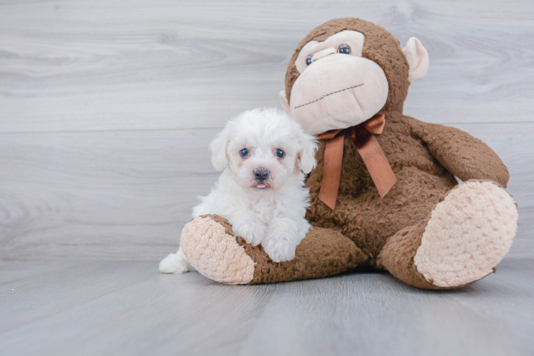 Hypoallergenic Bichon Frise Baby