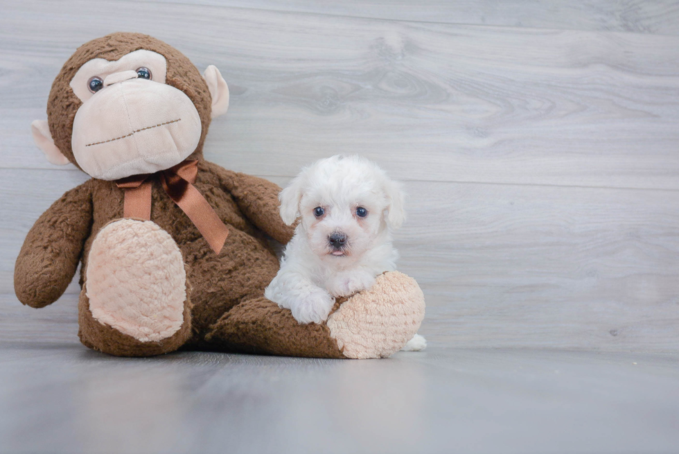 Bichon Frise Pup Being Cute