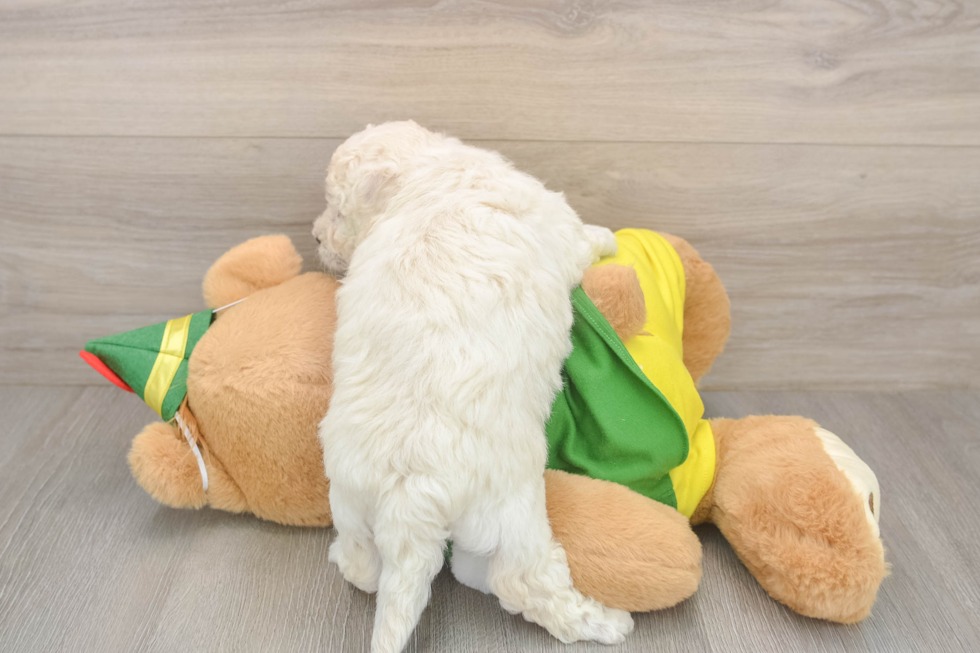 Best Bichon Frise Baby