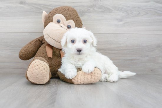 Hypoallergenic Bichon Frise Purebred Pup