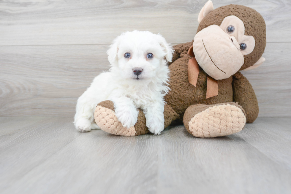 Best Bichon Frise Baby